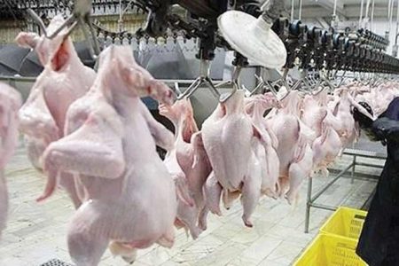 کشتار روزانه ۲۹۰ تن مرغ گرم برای توزیع  در بازار  استان آذربایجان شرقی