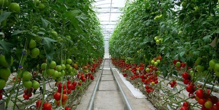 تولیدات گلخانه‌ای منطقه آزاد ارس از مرز ۳۰۷ هزار اصله گذشت