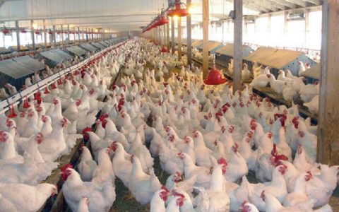نظارت بر فعالیت مرغداری‌های آذربایجان‌شرقی تشدید می شود