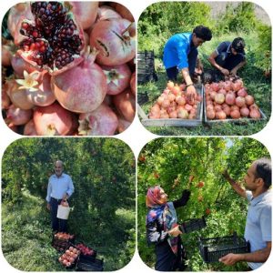 برداشت۴۸۰۰ تن انار ارگانیک در شهرستان جلفا