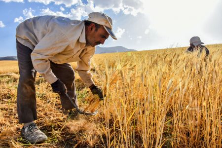 افزایش خرید تضمینی گندم در آذربایجان شرقی