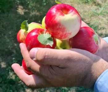 تولید یک هزار و ۷۵۰ تنی سالانه سیب قره قرمز در اهر