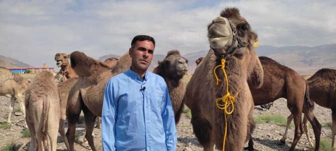 تولید سالانه ۶۰ تن گوشت شتر در شهرستان مرند