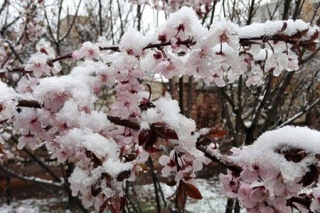 ضرورت محلول پاشی برای پیشگیری از سرمازدگی و بازیابی گیاه