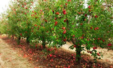 ۱۰ باغ میوه در تبریز احداث می شود