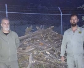 دستگیری متخلف قطع اشجار در محدوده پارک ملی ارسباران