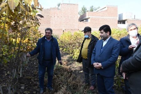 استان آذربایجان شرقی قطب تولید نهال شناسه دار در کشور