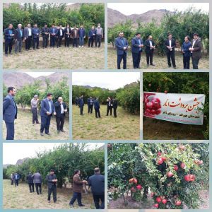 برداشت بیش از ۷۰۰۰ تن محصول انار از باغات استان آذربایجان شرقی