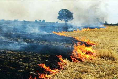 آتش زدن پس مانده محصولات کشاورزی و بقایای گیاهی غیرقانونی است