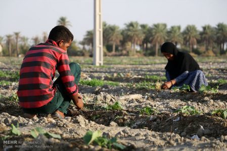 ایجاد سایت باغچه های خانگی کاشت سبزی و صیفی در شهرستان بناب