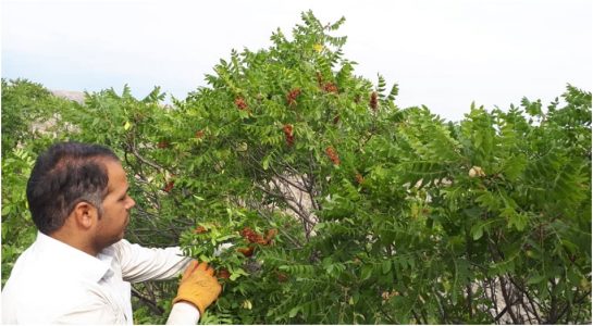 سماق هوراند درختچه ای باارزش اقتصادی بالا