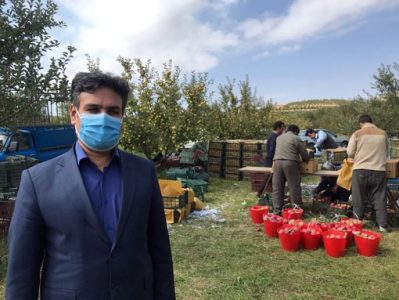 رتبه دوم تولید سیب در کشور به استان آذربایجان شرقی اختصاص دارد