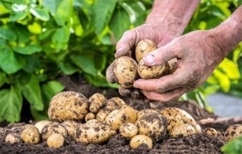 توزیع ۲۰۰ تن سیب‌زمینی برای تنظیم بازار در آذربایجان شرقی