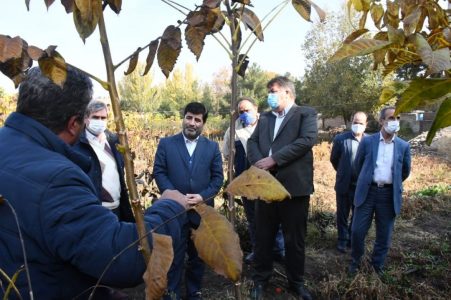 تکثیر ۸ ژنوتیپ‌ آپومیکس درخت گردو با قابلیت باردهی مجدد پس از سرمازدگی بهاره درآذرشهر