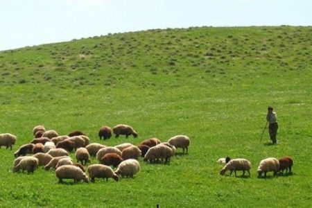 دامداران و مرتع‌داران آذربایجان‌شرقی به تمدید پروانه چرای خود اقدام کنند