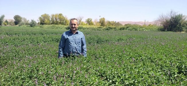 باغ های سبزی و صیفی تبریز تنها نماد باغ شهر تبریز قدیم هستند