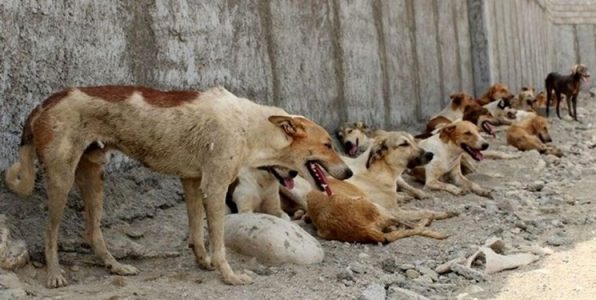 گاز گرفتگی سگهای ولگرد از خیابانها به داخل دانشگاه تبریز کشیده شد