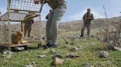 زنده‌گیری یک قلاده گربه جنگلی در اهر