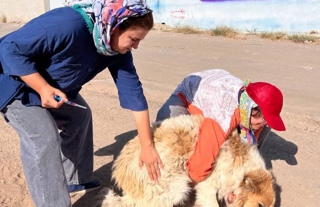 برگزاری کمپین واکسیناسیون سالانه هاری سگهای پرسه زن در بخش باسمنج