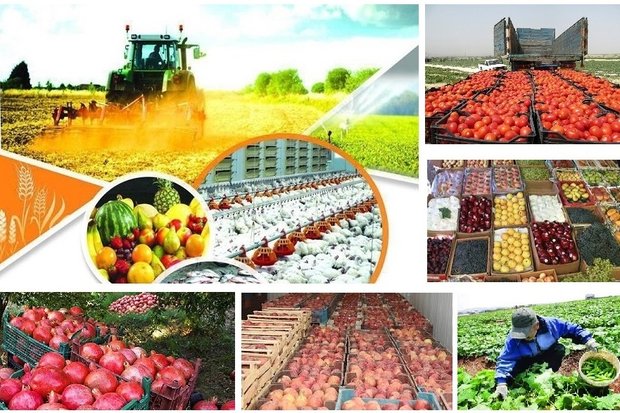 افزایش۵۴درصدی صدور محصولات کشاورزی از آذربایجان شرقی