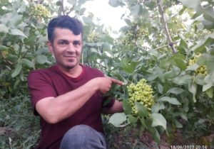 پسته کاری در آذربایجان با شعار «هر آذربایجانلی بیر پسته دی»!