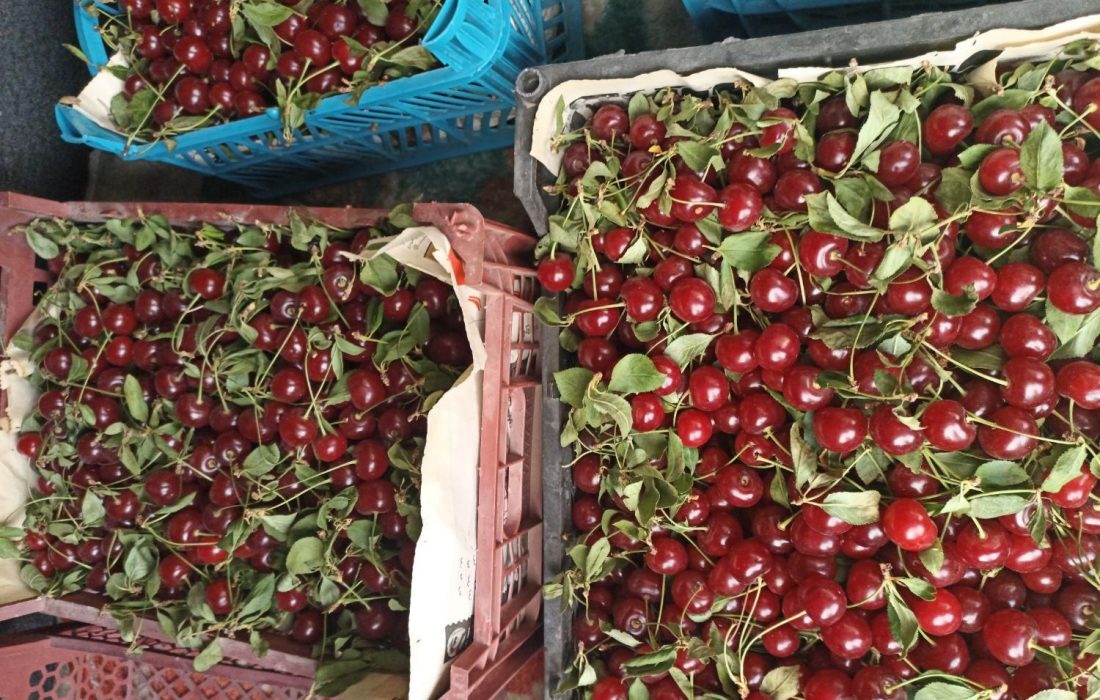 آذربایجان شرقی؛ دومین قطب تولید آلبالو کشور با بیش از ۱۵ هزار تن محصول
