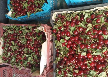 آذربایجان شرقی؛ دومین قطب تولید آلبالو کشور با بیش از ۱۵ هزار تن محصول
