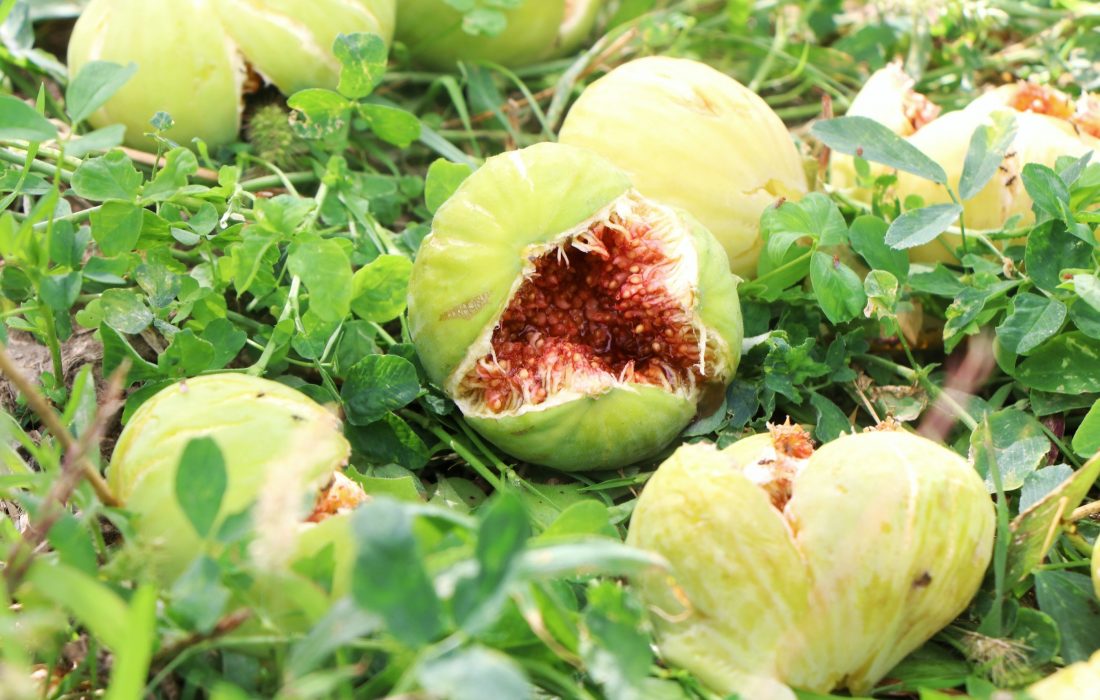رتبه نخست شهرستان جلفا در تولید انجیر