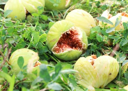 رتبه نخست شهرستان جلفا در تولید انجیر