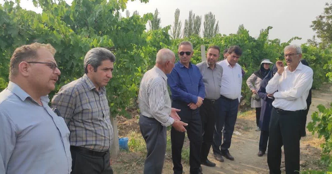 ارزیابی میدانی باغات انگور عجب‌شیر با حضور مسئولان و کارشناسان گیاه‌پزشکی کشور