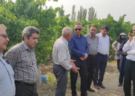 ارزیابی میدانی باغات انگور عجب‌شیر با حضور مسئولان و کارشناسان گیاه‌پزشکی کشور