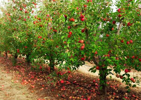 ۱۰ باغ میوه در تبریز احداث می شود