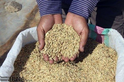 توزیع ۱۵هزار تن بذر اصلاح‌شده بین کشاورزان آذربایجان‌شرقی