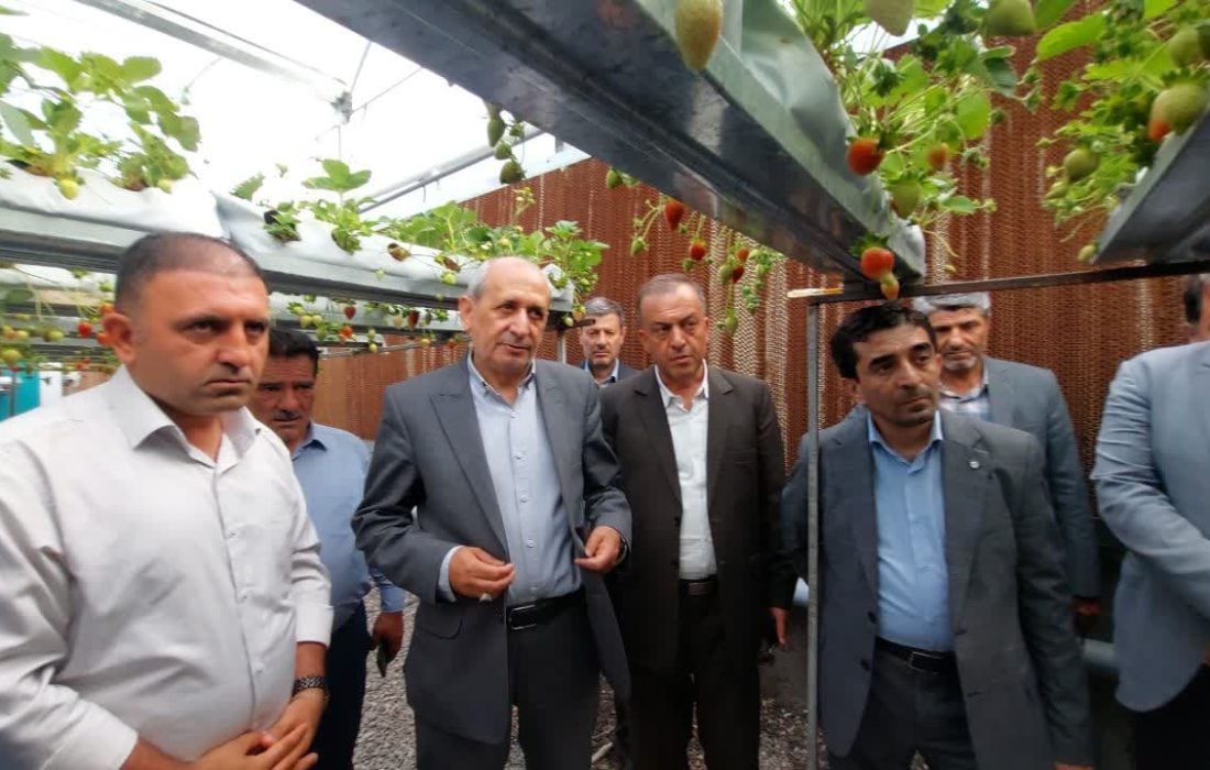 برداشت بیش از ۷۵ تن توتفرنگی در هر هکتار گلخانهای در آذربایجان شرقی؛ بالاتر از میانگین کشوری