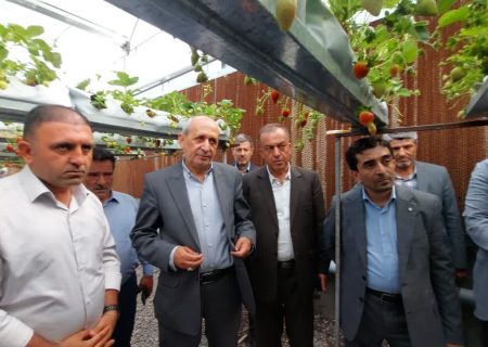 برداشت بیش از ۷۵ تن توت‌فرنگی در هر هکتار گلخانه‌ای در آذربایجان شرقی؛ بالاتر از میانگین کشوری