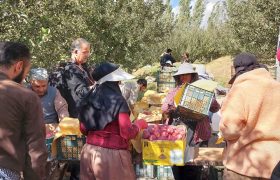 فیلم اختصاصی/ برداشت سیب مراغه در حاشیه جشنواره سیب