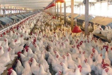 آغاز مرحله جدید تولید قراردادی گوشت مرغ در استان