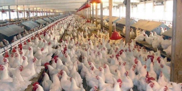 آغاز مرحله جدید تولید قراردادی گوشت مرغ در استان