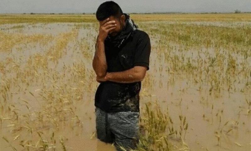 کاهش ۶۰ درصدی خسارات بخش کشاورزی آذربایجان شرقی