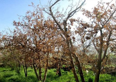 توصیه های جهادکشاورزی آذربایجان شرقی برای مقابله با خشکسالی و گرما در باغات
