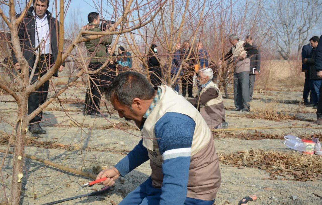 کاشت پنج هزار اصله نهال در معابر شهری مراغه