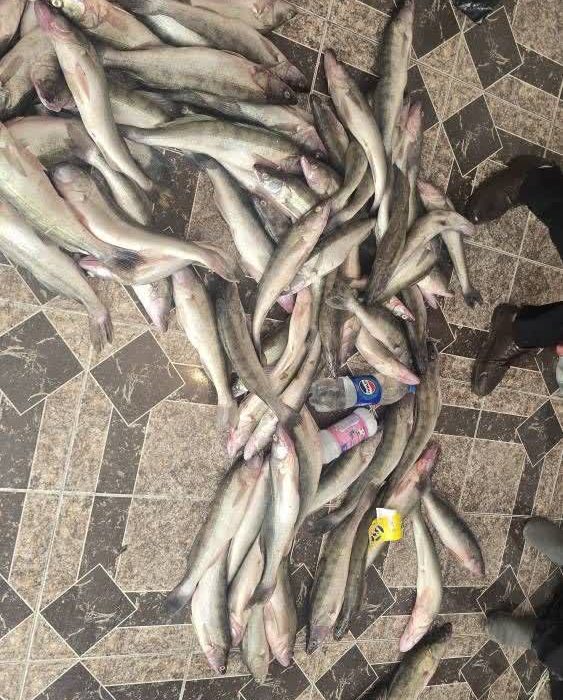 دستگیری صیادان غیرمجاز با کشف ۷۰ کیلوگرم ماهی سوف