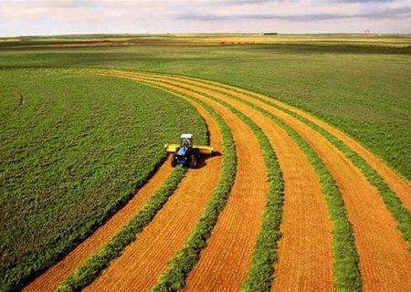 موفقیت پژوهشگران ایرانی در نجات زراعت دیم از خشکسالی