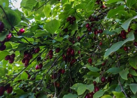 رتبه دوم آذربایجان شرقی در تولید زغال اخته 