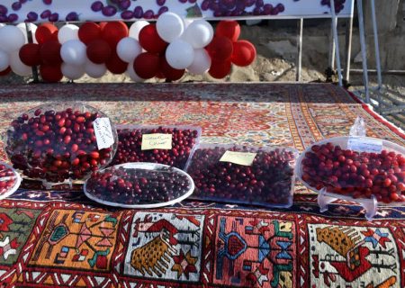 تولید بیش از ۲ هزار تن زغال اخته در آذربایجان‌شرقی