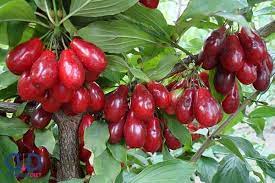 استان آذربایجان شرقی رتبه دوم تولید محصول زغال اخته  در کشور است