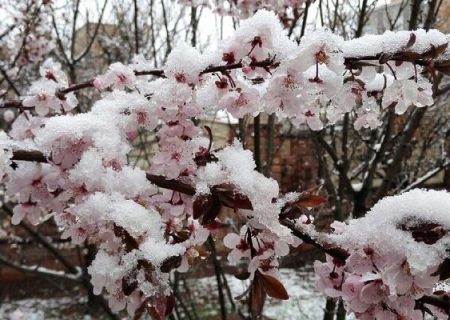 ضرورت محلول پاشی برای پیشگیری از سرمازدگی و بازیابی گیاه