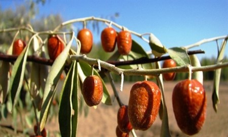 برداشت ۱۳۷۱ تن محصول سنجد از باغات استان آذربایجان شرقی