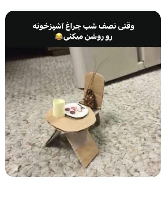 قدردانی سوسک ها از شهرداری!