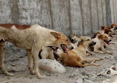 گاز گرفتگی سگهای ولگرد از خیابانها به داخل دانشگاه تبریز کشیده شد